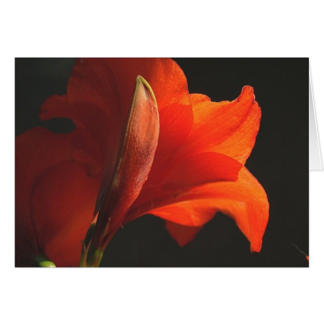 AmaryllisAndBud (Front Horizontal)