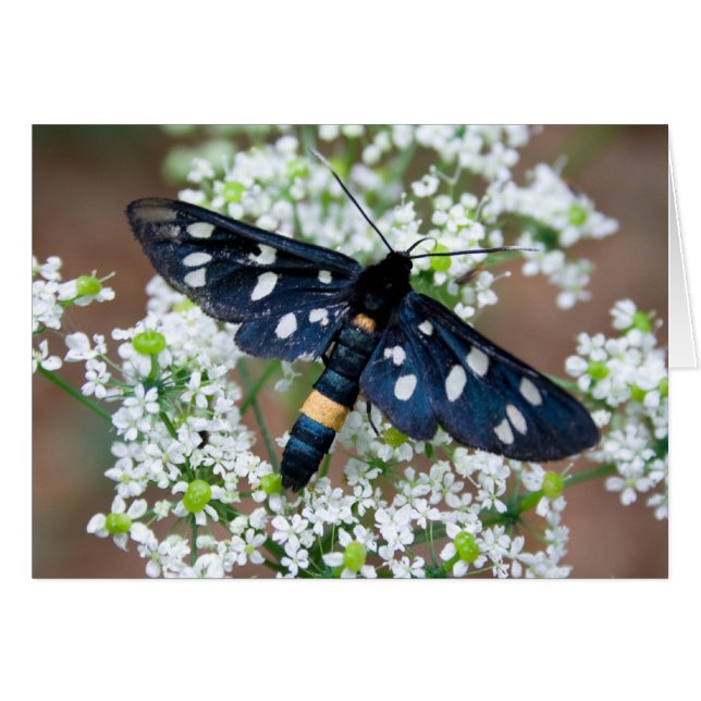 Amata phegea (Front Horizontal)