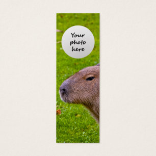 Amazing Animal Capybara