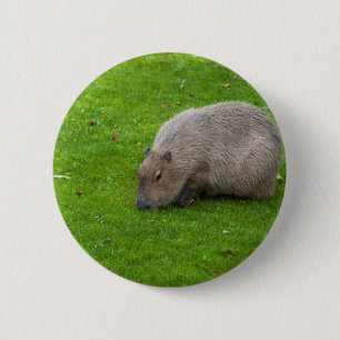 Amazing Animal Capybara 6 Cm Round Badge