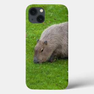 Amazing Animal Capybara iPhone 13 Case