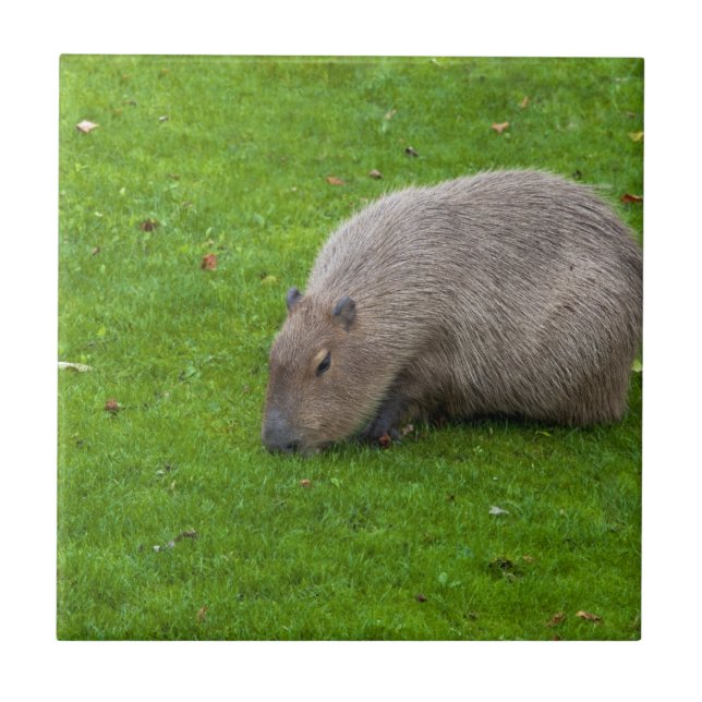Amazing Animal Capybara Ceramic Tile (Front)