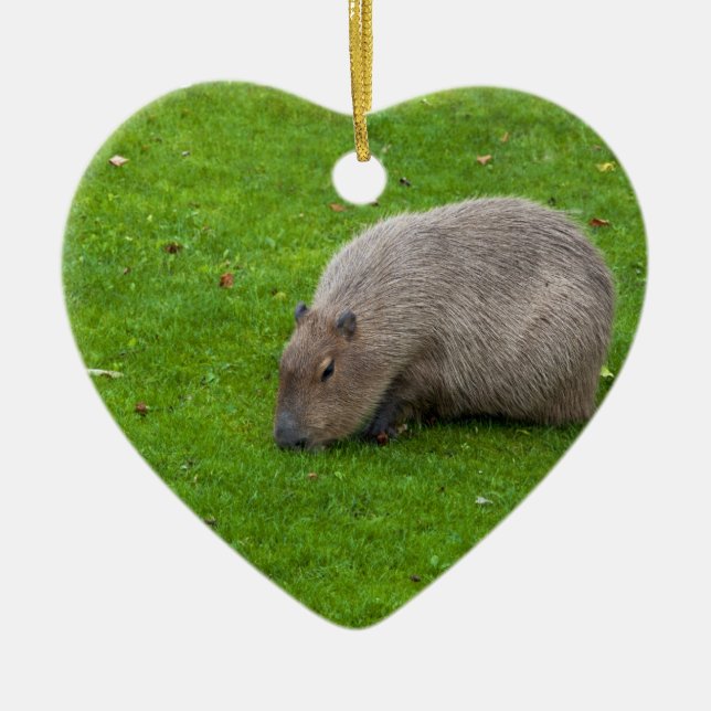 Amazing Animal Capybara Ceramic Tree Decoration (Front)