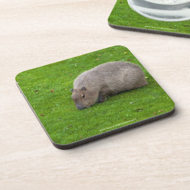 Amazing Animal Capybara Coaster (Left Side)