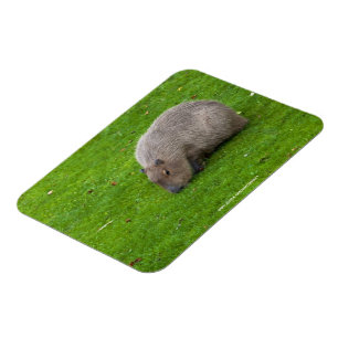 Amazing Animal Capybara Magnet