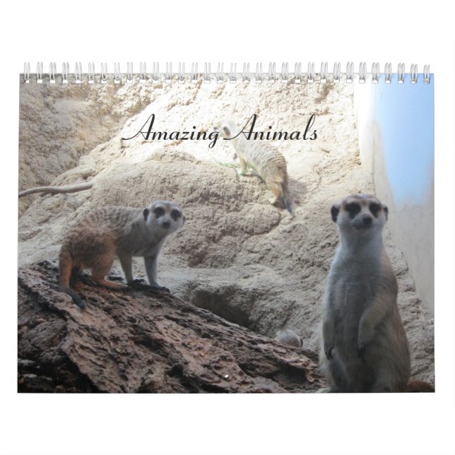 Amazing Animals Calendar (Cover)