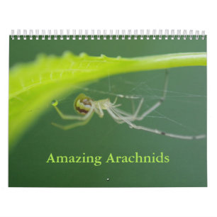 Amazing Arachnids Spider Calendar