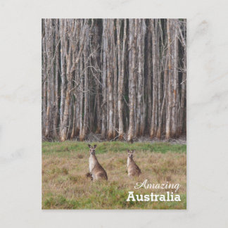 Amazing Australia postcard