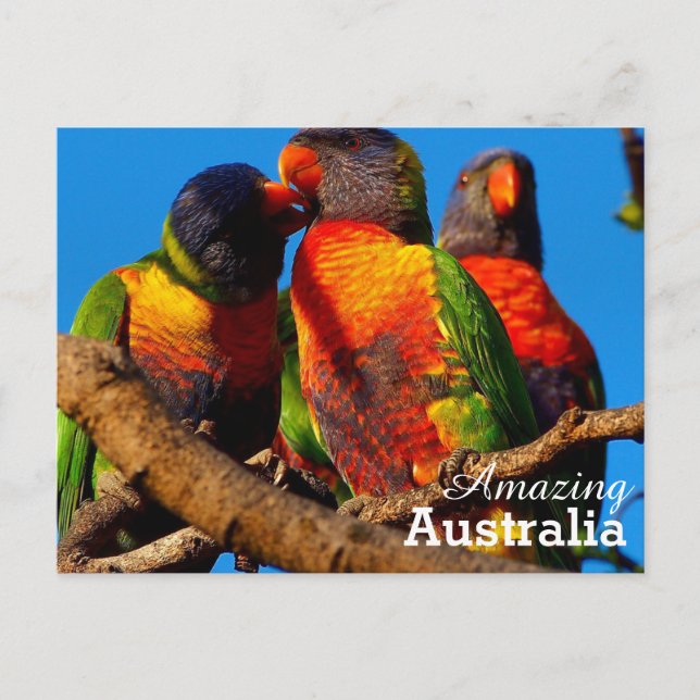 Amazing Australia postcard (Front)