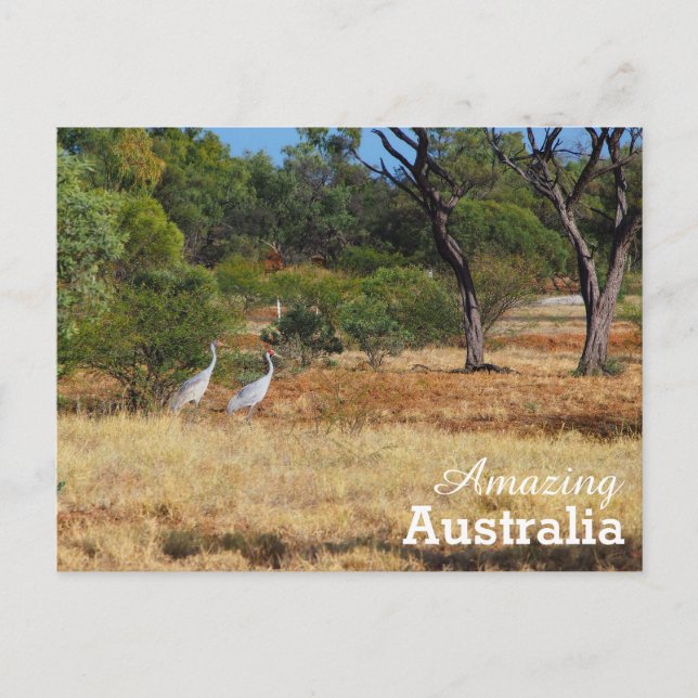 Amazing Australia postcard (Front)
