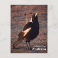 Amazing Australia postcard