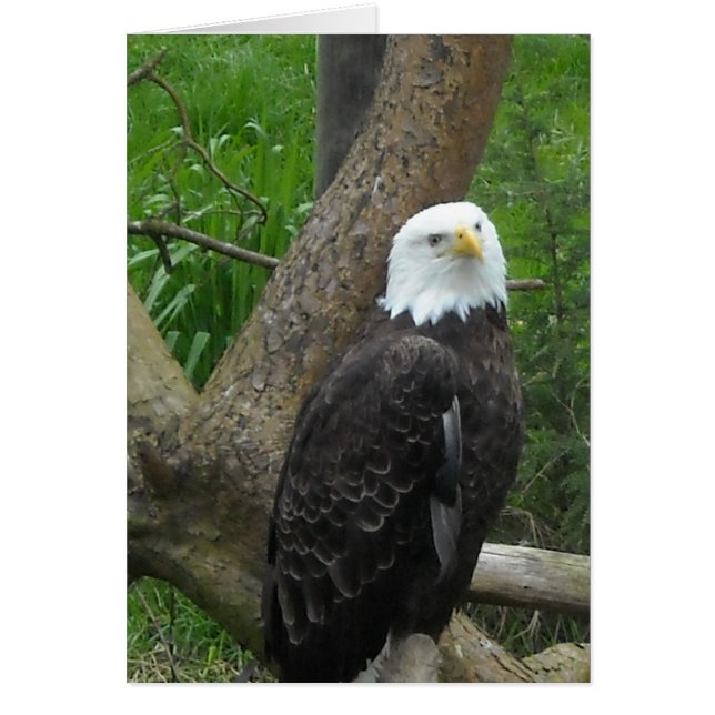 Amazing Bald Eagle (Front)