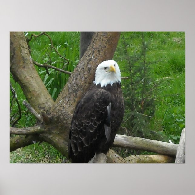 Amazing Bald Eagle Poster (Front)