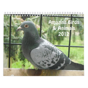 Amazing Birds and Animals 2012 Calendar