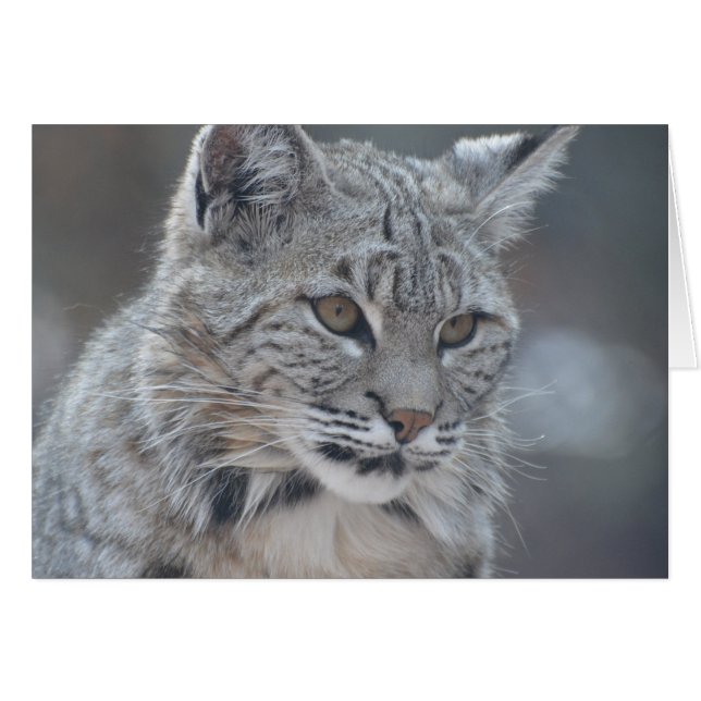 Amazing Bobcat (Front Horizontal)