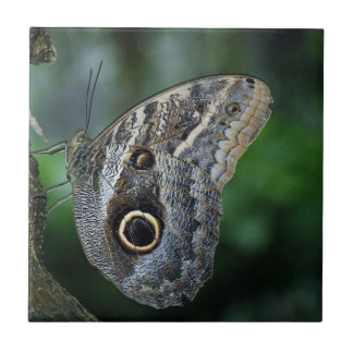 Amazing Caligo Eurilochus Butterfly Ceramic Tile