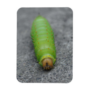 Amazing Caterpillar - Antheraea Polyphemus Magnet