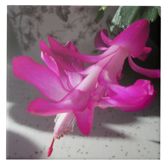 Amazing Christmas Cactus Ceramic Tile (Front)