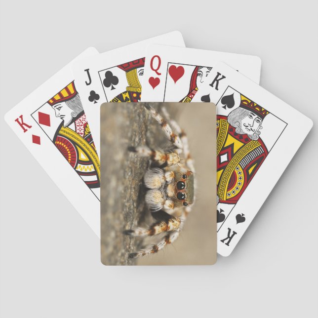 Amazing Close-Up of a Tarantula Spider Playing Cards (Back)