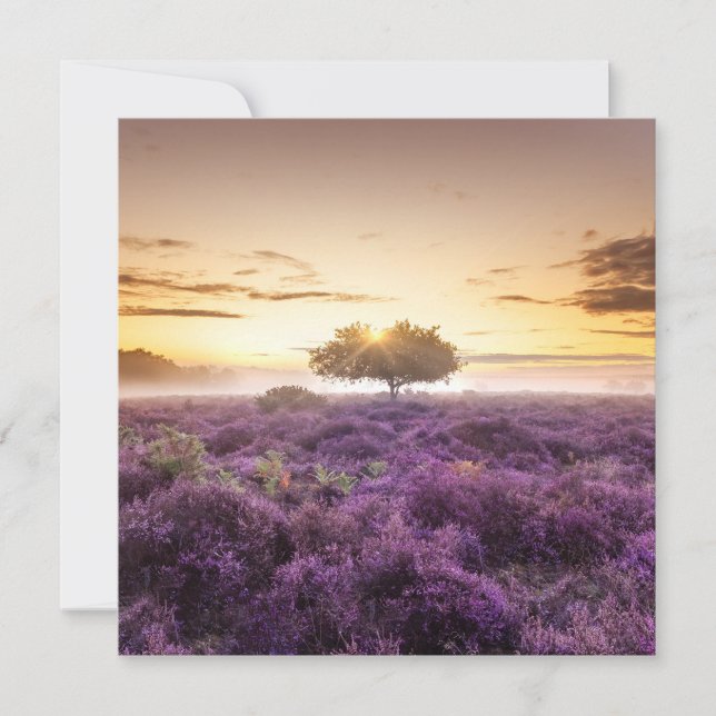 Amazing dawn sunrise single tree & purple heather holiday card (Front)