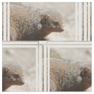 Amazing Dwarf Mongoose Fabric