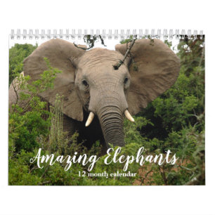 Amazing Elephants 2026 Calendar