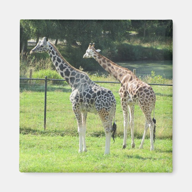 Amazing Giraffes Magnet (Front)