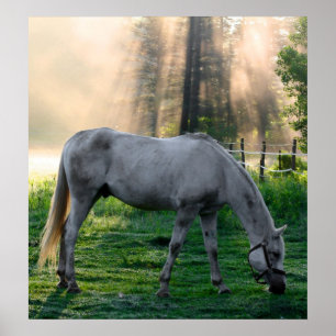 Amazing Graze Poster