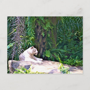 Amazing Great White Tiger Postcard