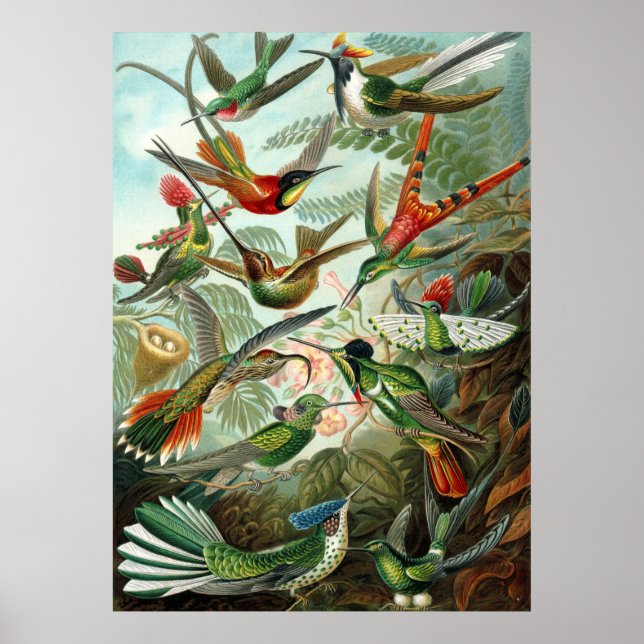 Amazing hummingbirds Image by Ernst Haeckel Poster (Front)