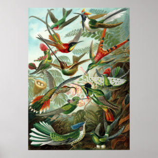 Amazing hummingbirds Image by Ernst Haeckel Poster