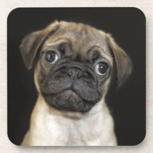 Amazing Little Pug Puppy Coaster