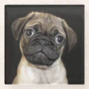 Amazing Little Pug Puppy Glass Coaster