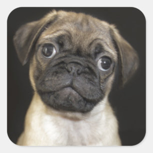 Amazing Little Pug Puppy Square Sticker