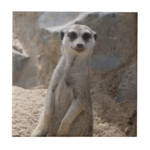 Amazing Meerkat Ceramic Tile