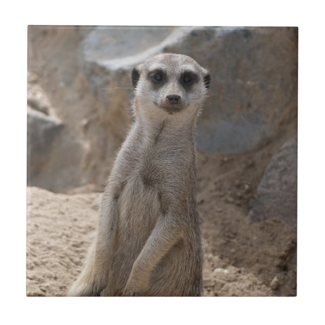 Amazing Meerkat Ceramic Tile (Front)
