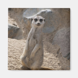 Amazing Meerkat Magnet