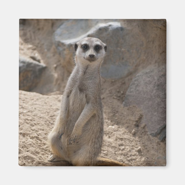 Amazing Meerkat Magnet (Front)