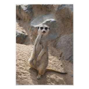 Amazing Meerkat Photo Print