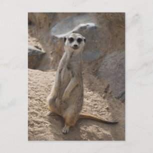 Amazing Meerkat Postcard