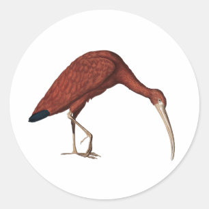 Amazing Red Ibis, Eudocimus ruber (1734) Square St Classic Round Sticker