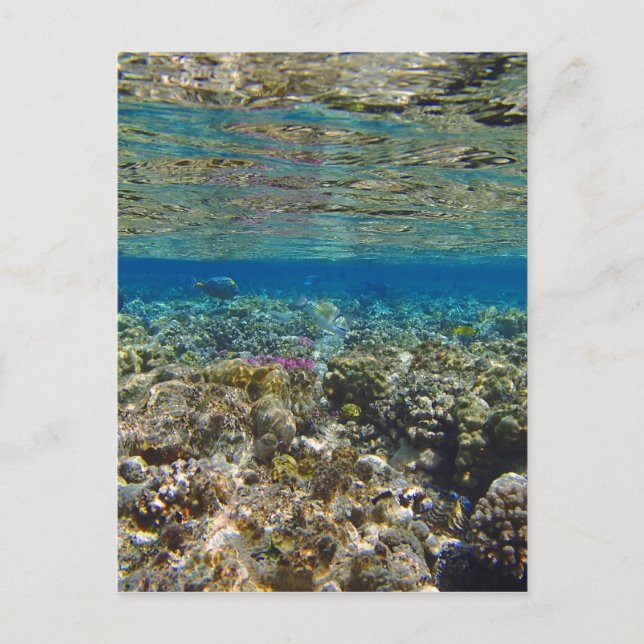 amazing red sea postcard (Front)