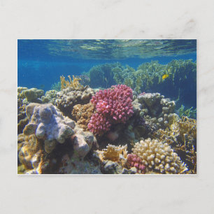 amazing red sea postcard