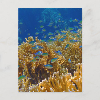 amazing red sea postcard