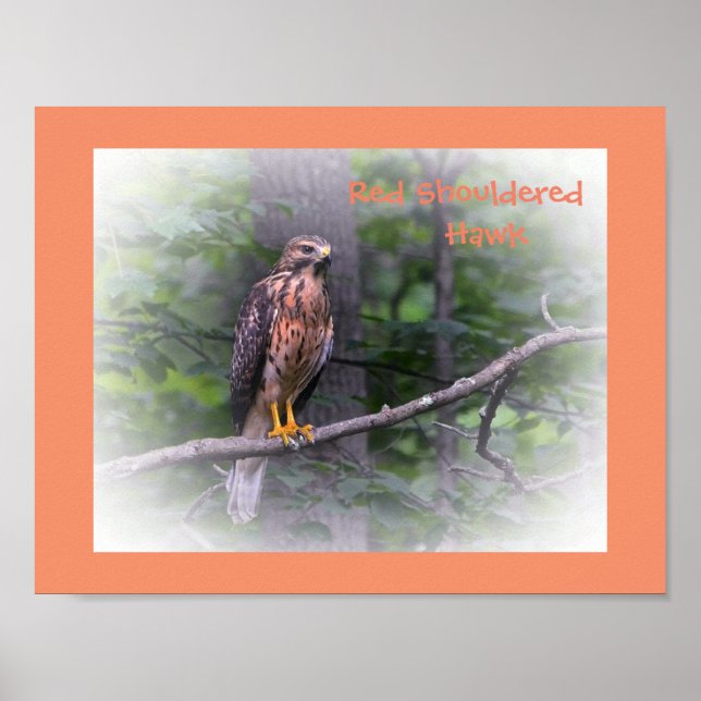 Amazing Red Shouldered Hawk Poster (Front)