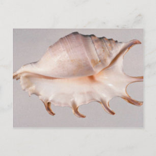 Amazing spider conch postcard