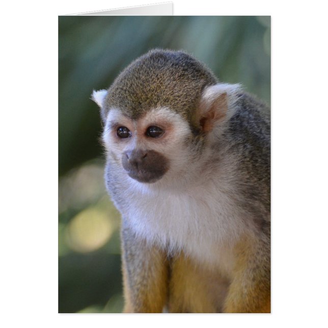 Amazing Squirrel Monkey (Front)
