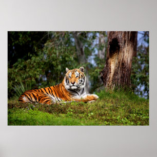 Amazing Tiger Canvas Print or Poster