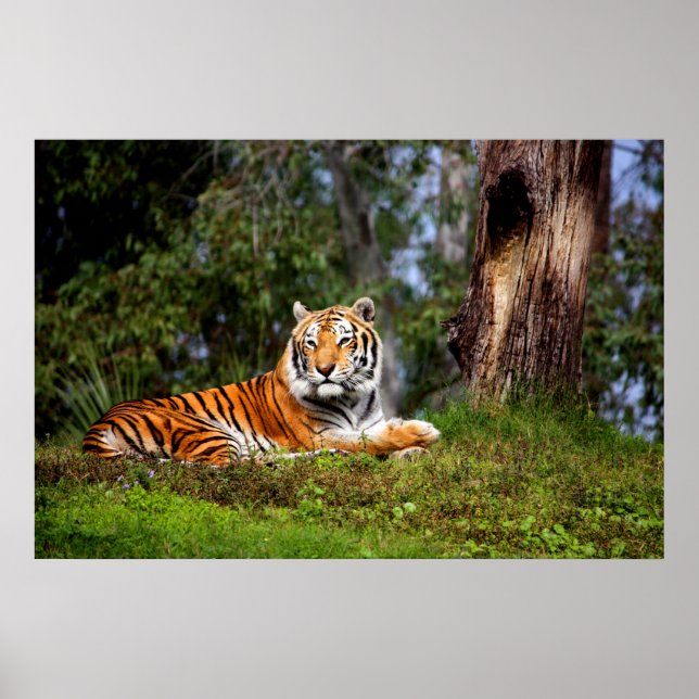 Amazing Tiger Canvas Print or Poster (Front)