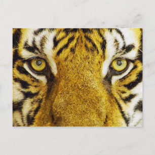 Amazing Tiger Eyes Wildlife Painting Postcard